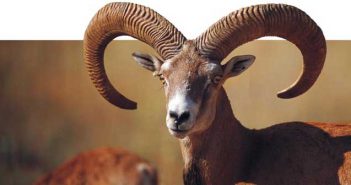 Anatolian Wild Sheep