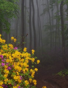 Wildflowers-in-a-misty-forest-2