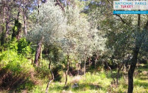 wild_olive_trees_in_forest_mugla_turkey